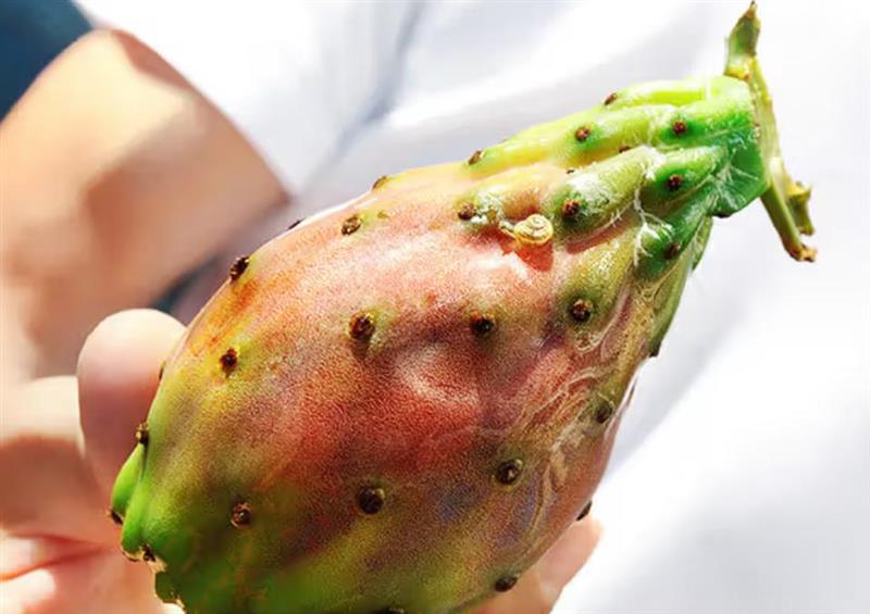 Prickly Pear Seed Oil: Like Argan Oil… But on Steroids